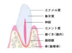 歯周病の症状と進み方