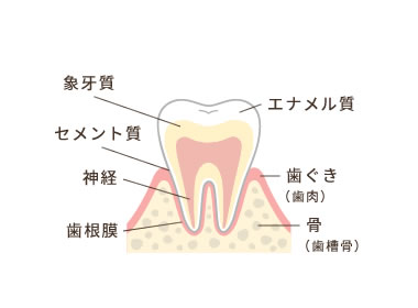 歯周病の進行度を知って、早めの対策を!